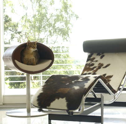 Design furniture for pets