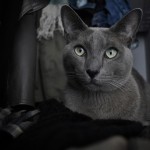 Tonkinese solid blue cat