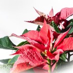 poinsettia cat poison